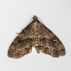 Melanomma auricinctaria