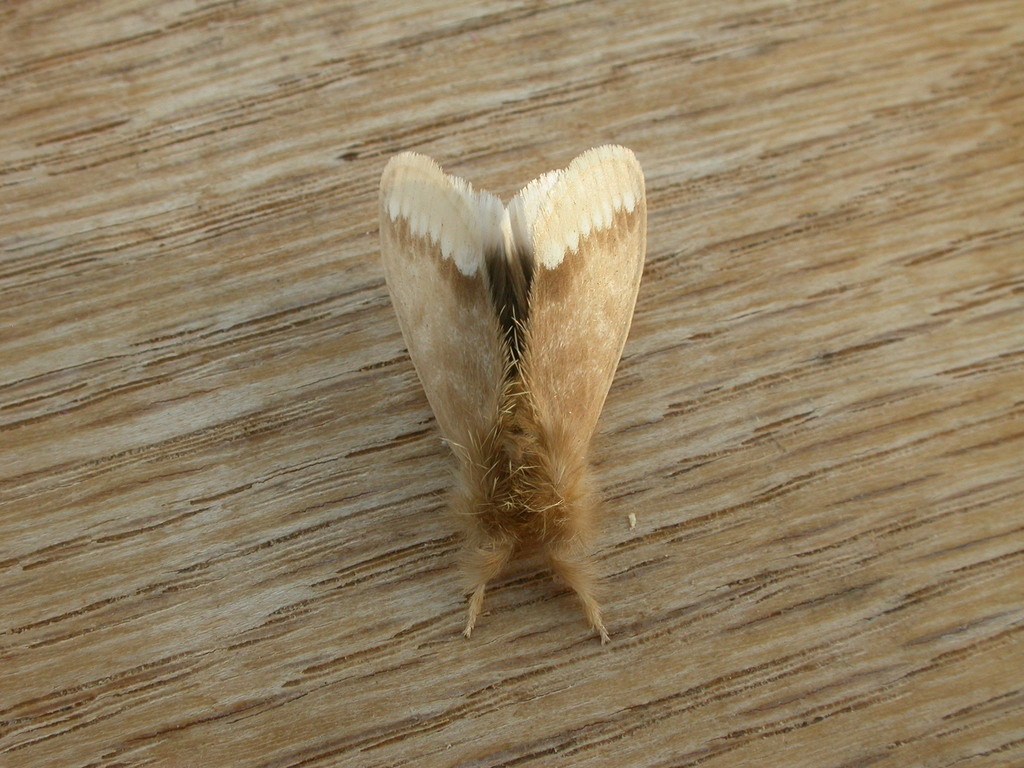 Browntail Gum Moth