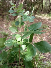Ptelea trifoliata mollis