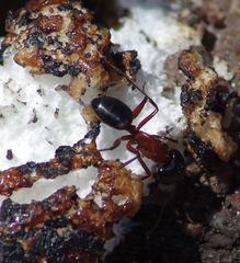Camponotus vicinus