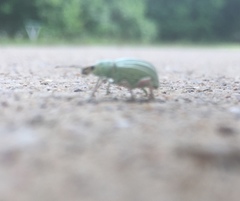 Compsus auricephalus