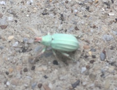 Compsus auricephalus