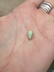 Compsus auricephalus