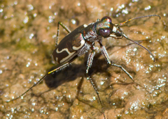 Cicindela tenuisignata