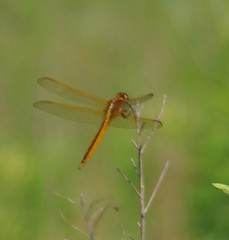 Libellula auripennis