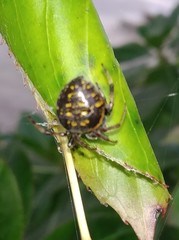 Araneus granadensis