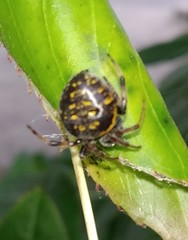 Araneus granadensis