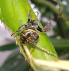 Araneus granadensis