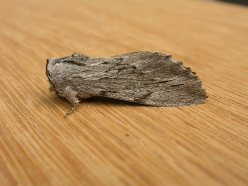 Destolmia lineata Walker, 1855