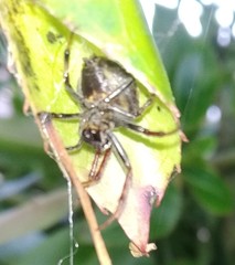 Araneus granadensis