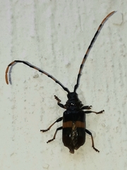 Trachyderes elegans