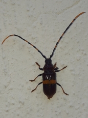 Trachyderes elegans