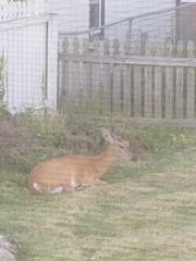 Odocoileus virginianus