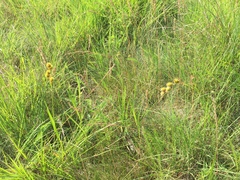 Carex normalis