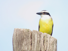 Pitangus sulphuratus