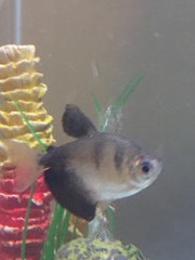 Gymnocorymbus ternetzi