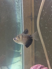 Gymnocorymbus ternetzi