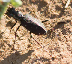Cicindela punctulata punctulata
