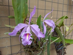 Cattleya maxima