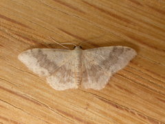 Idaea halmaea