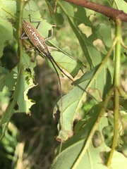 Neoptychodes trilineatus