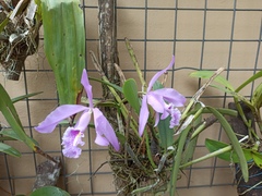 Cattleya maxima