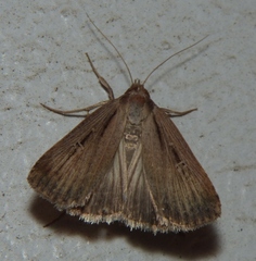 Tathorhynchus exsiccata