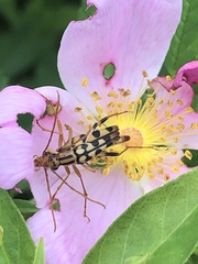 Strangalia luteicornis