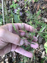 Lythrum californicum