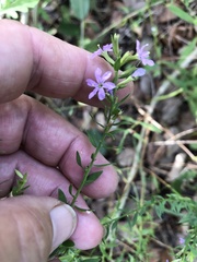Lythrum californicum