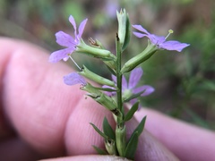 Lythrum californicum