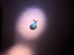 Caracolus