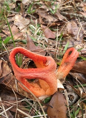 Clathrus