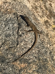 Liolaemus pseudolemniscatus