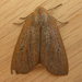 Chestnut-veined Crest-Moth - Photo (c) Donald Hobern, some rights reserved (CC BY)