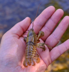 Austropotamobius torrentium