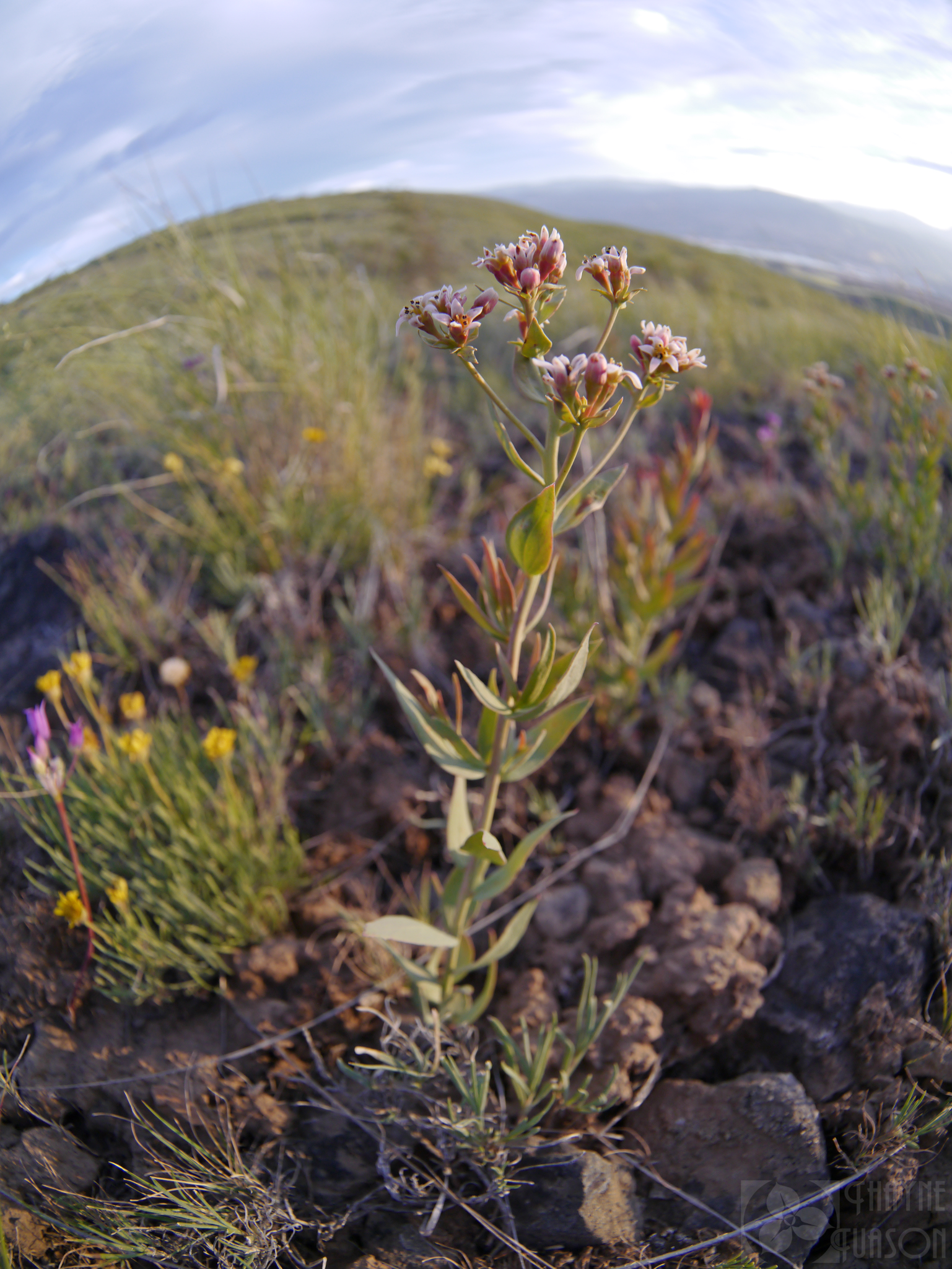 Comandra umbellata ssp. pallida
