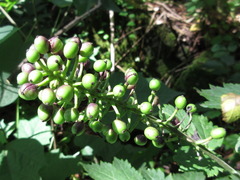 Actaea spicata