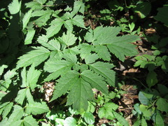 Actaea spicata