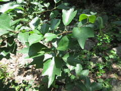 Maclura tricuspidata