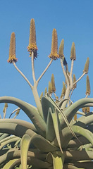 Aloe thraskii