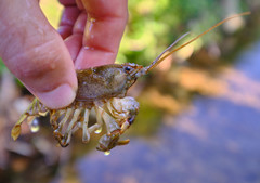 Austropotamobius torrentium