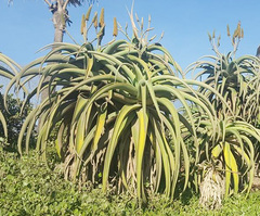 Aloe thraskii