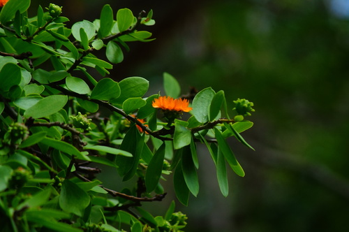 Leuenbergeria lychnidiflora (Leuenbergeria lychnidiflora)