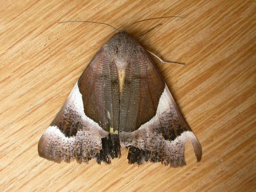 Genus Niceteria · iNaturalist