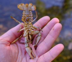 Austropotamobius torrentium