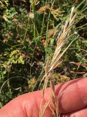 Helictochloa hookeri