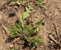 Leontodon saxatilis saxatilis