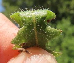 Leontodon saxatilis saxatilis