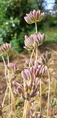 Lomatium nudicaule